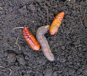 download cut worms in garden