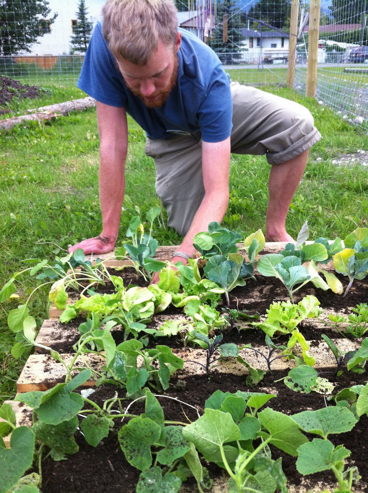 Pallet Gardening  Canmore Community Gardening Society